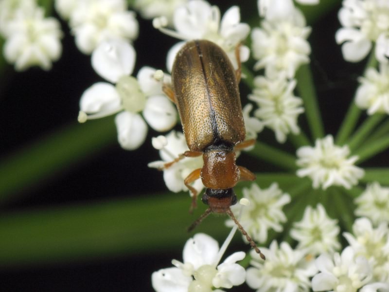 Orsodacne cerasi (Linnaeus, 1758)